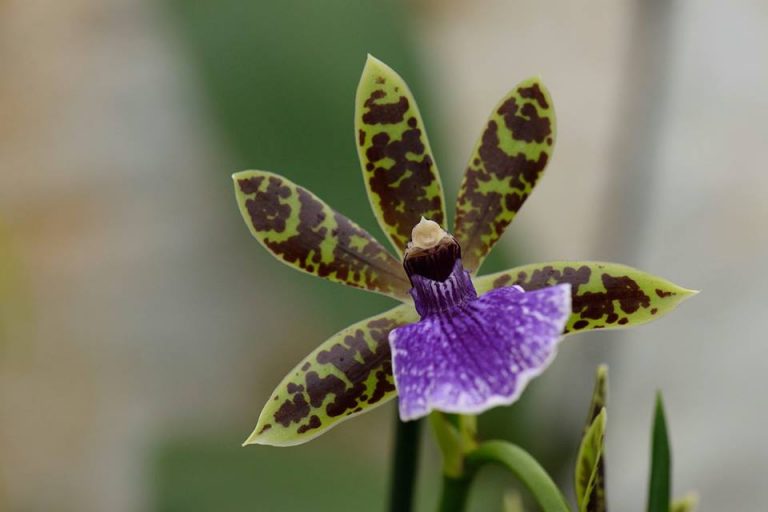 Alla Scoperta Dell'Orto Botanico E Dell’Erbario Dell'Università Di Siena