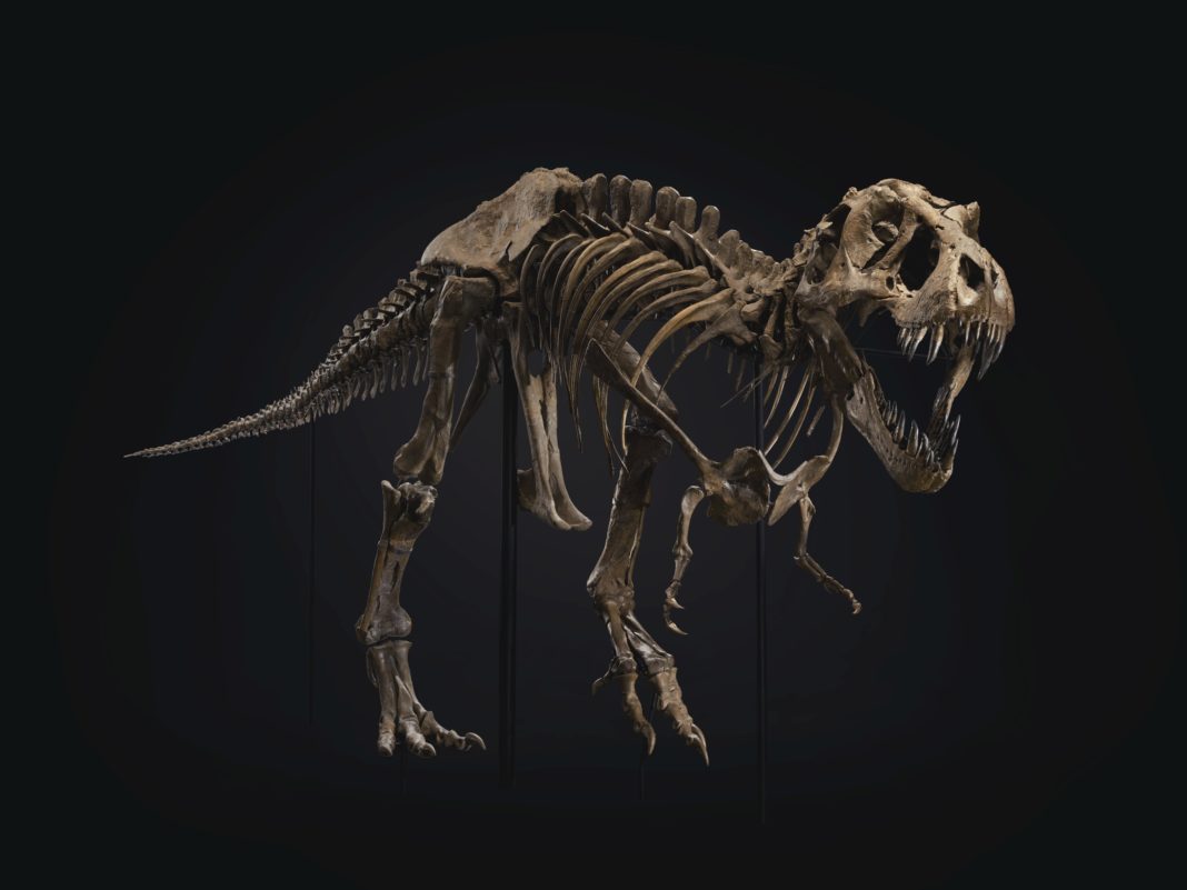 T-Rex STAN - TYRANNOSAURUS REX SOUTH DAKOTA, USA Estimate USD 6,000,000 - USD 8,000,000 © Christie's