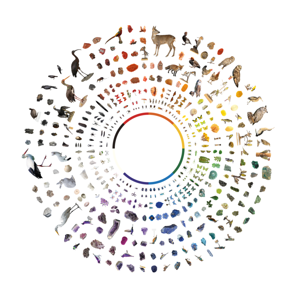 AC_MUSE - Dentro il Colore - Colour Wheel